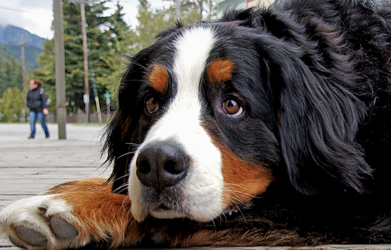 Extending Your Bernese Mountain Dog’s Lifespan